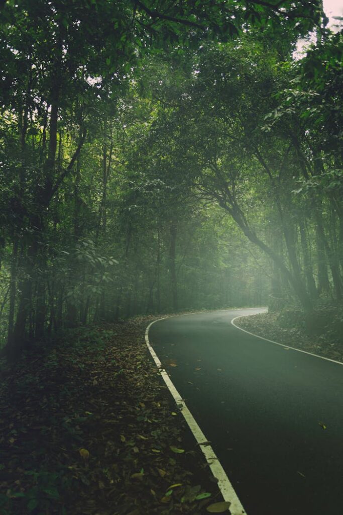 Empty Road Between Forest